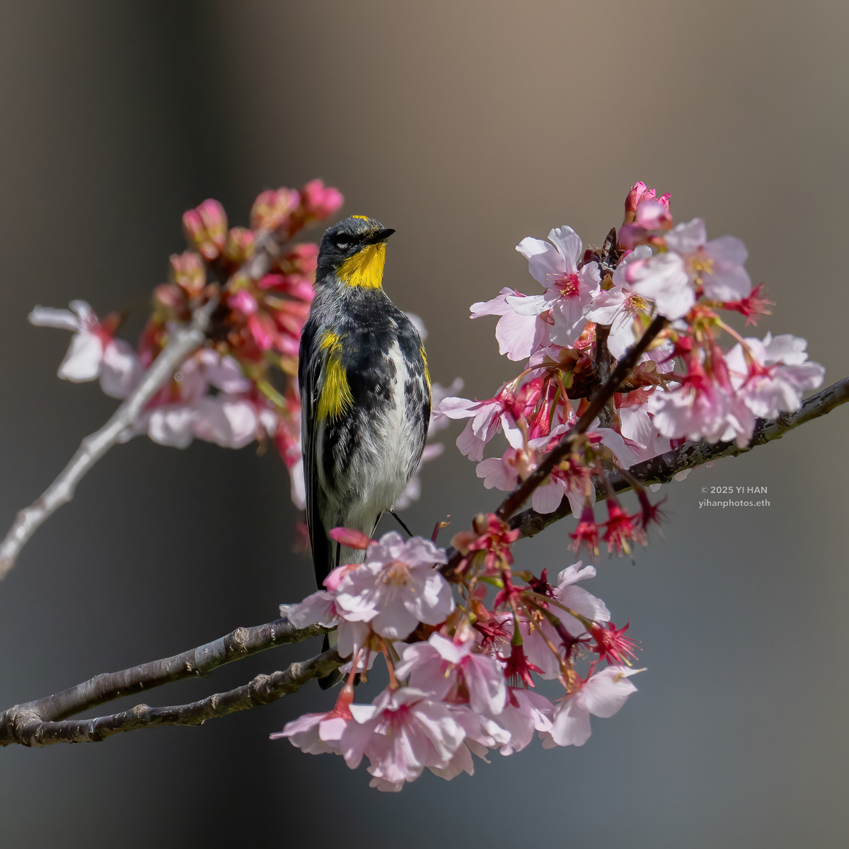 yellow-rumped- warbler-2